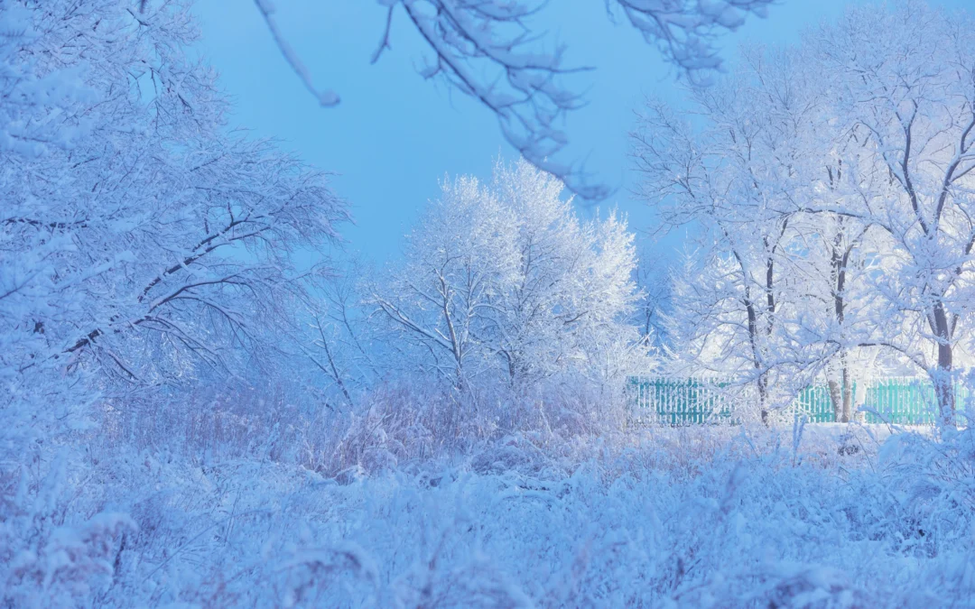 Yotree – Ein Jahresabschluss zwischen Dankbarkeit, Wandel und Neubeginn