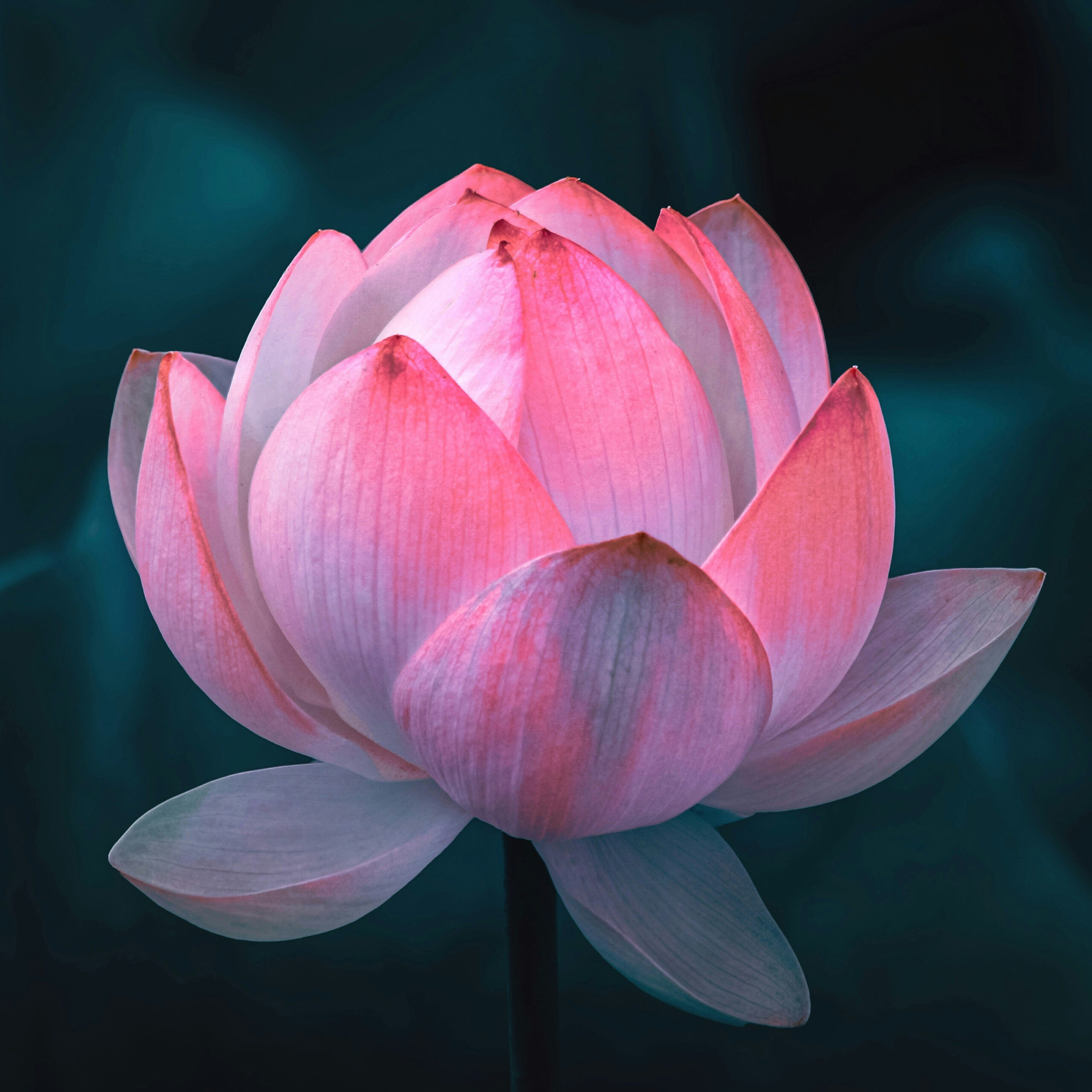 aarn-giri-B1cJcYPoFxY-unsplash